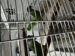 couple Perruche youyou