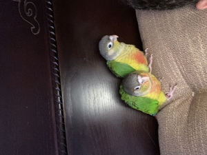 2 conure de molina