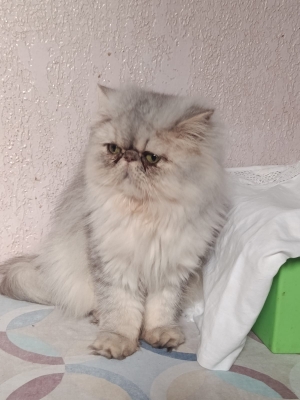 Femelle persan chinchilla