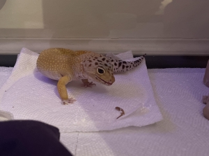 gecko leopard lizard