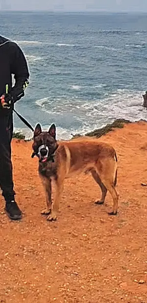 Malinois