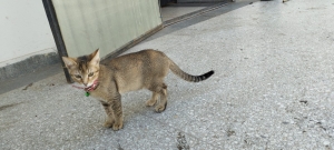 Chausie Chat