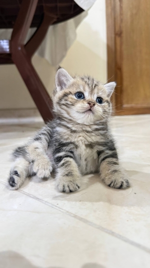 British shorthair & Scottish fold