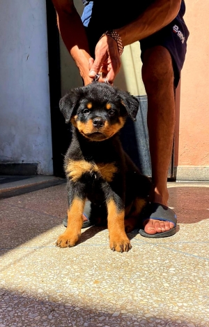 Nouvelle portée rottweiler à disposition