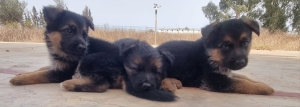 Chiots Bergers Allemands pure race