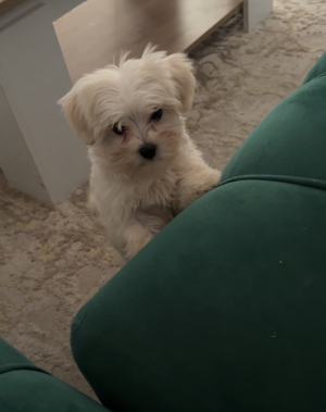 Bichon femelle 3 mois