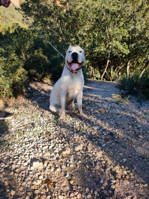 Dogue argentin pedigree