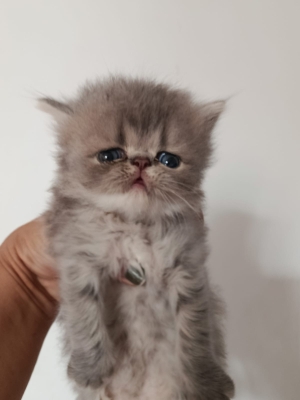 Chaton persan race pur