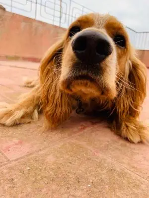 couple de cocker spaniel