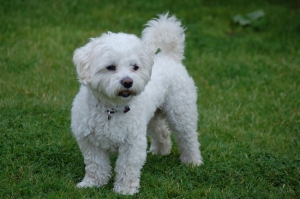 Bichon maltais mâle vaccine