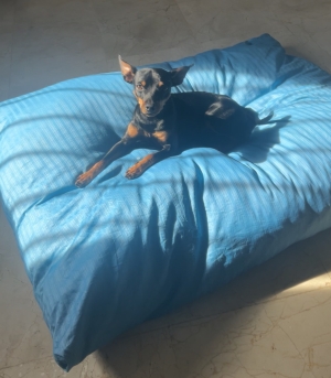 Vente : pinscher nain