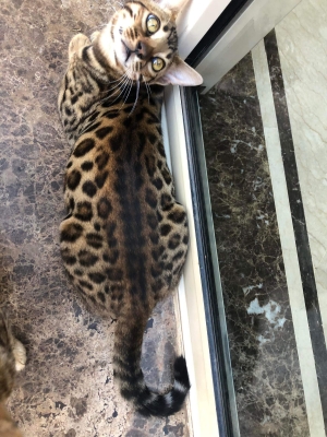 Bengal