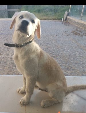 Labrador sable