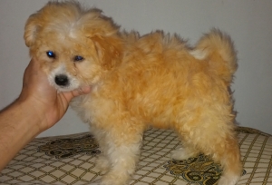 Bichon maltipoo