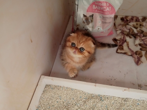 Chaton scottish fold
