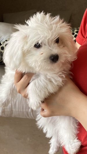 Bichon maltrais