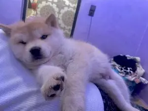 Chiot akita