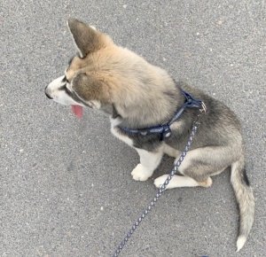 Husky 3mois 14j