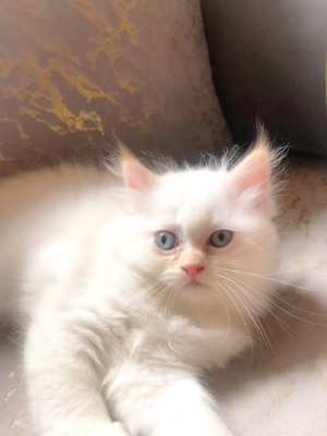 Chatons