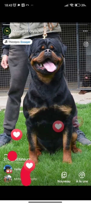 Rottweiler pedigree