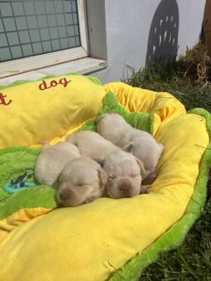Labrador