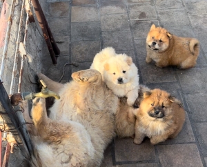 chow chow à vendre