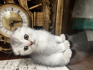 Scottish fold à vendre