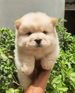 Chowchow