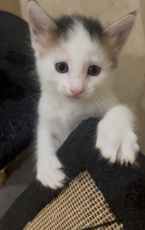 Châton de 2 mois sur casablanca