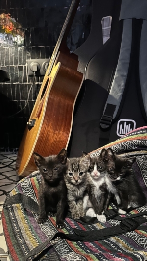 4 petits chatons à donner