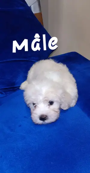 Bichon havanais et maltais