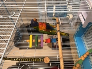 Lori