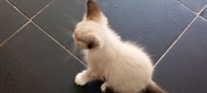 Ragdoll kitten