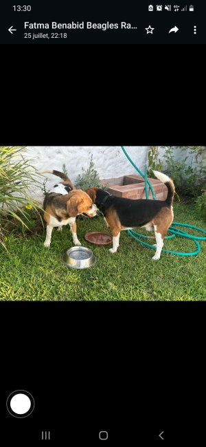 Beagle tricolores pure race