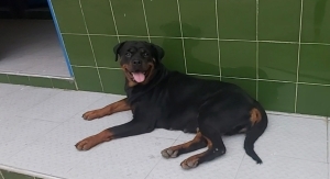 Rottweiler femelle