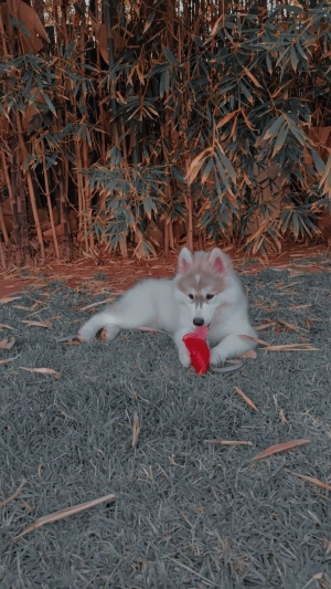 Husky femelle pure a vendre