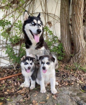 Husky sibérien