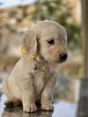 Chiots Golden Retriever