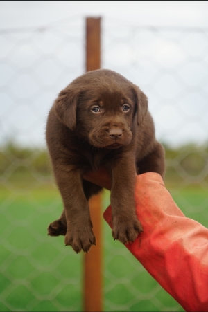 Labrador Chocolat