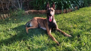 Femelle malinois