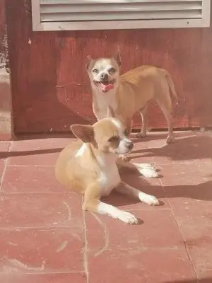 Chiot Chihuahua