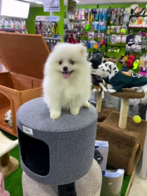 Spitz pomeranian