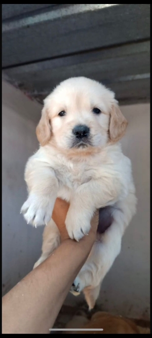 Golden retriever