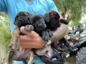 Chiot cane corso