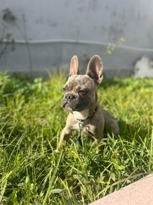 Bouledogue français merle