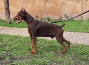 Disp chiot doberman top