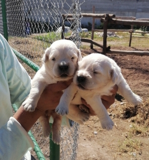 Golden retriever