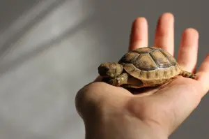 Tortue à vendre