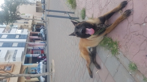 Malinoi