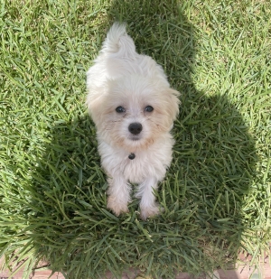 Adorable chiot Bichon Maltais femelle de 2